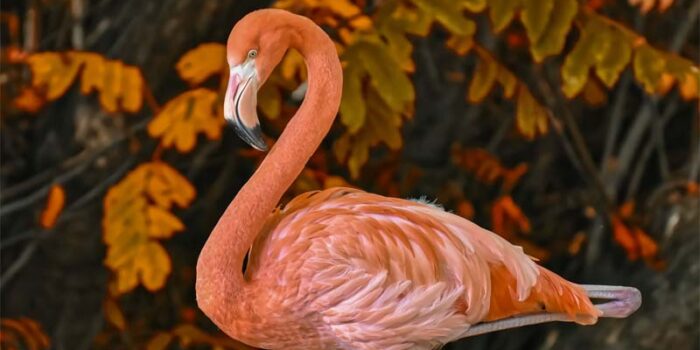 top-10-interesting-facts-about-flamingos