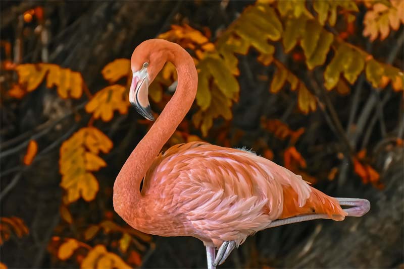 Top 10 interesting facts about Flamingos Depth World