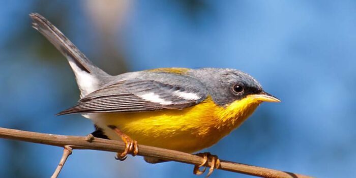 tropical-parula