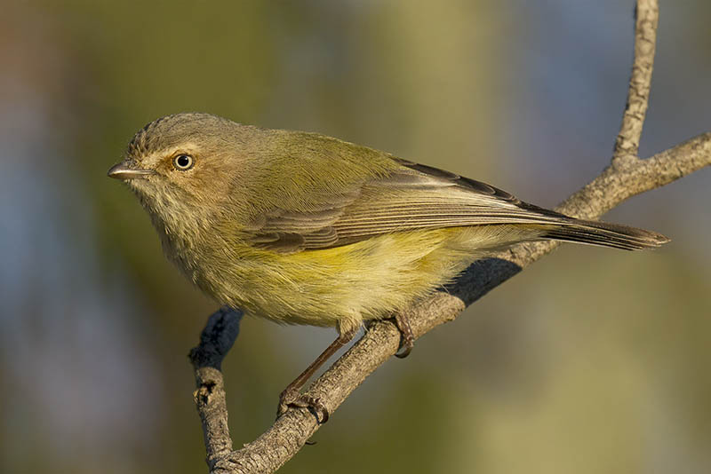 weebill