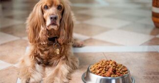 best-dog-food-for-small-breeds