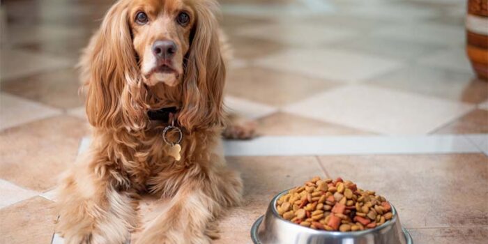 best-dog-food-for-small-breeds