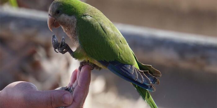 best-food-for-birds