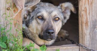 best-outdoor-dog-house