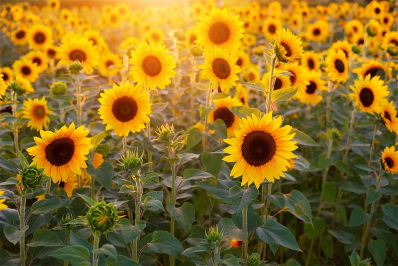 sunflower-field