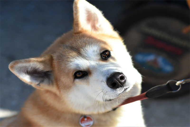 akita-inu