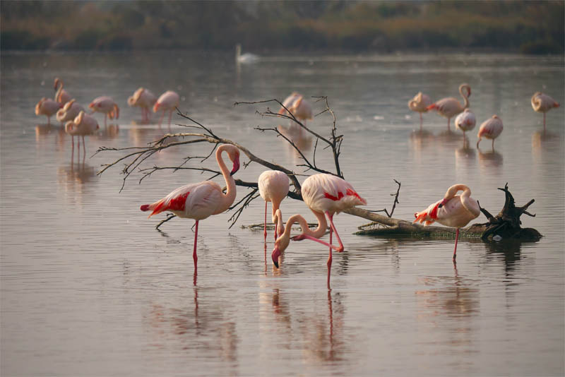 camargue