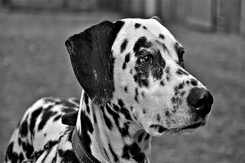 dalmatian