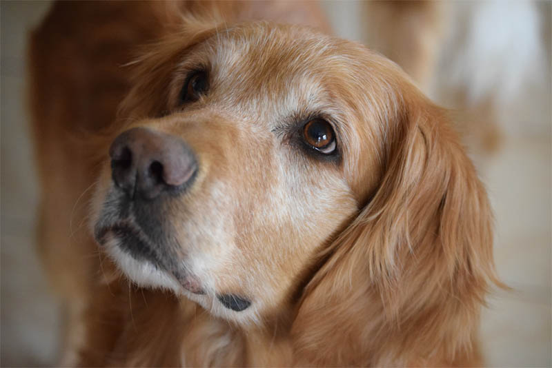 golden-retriever