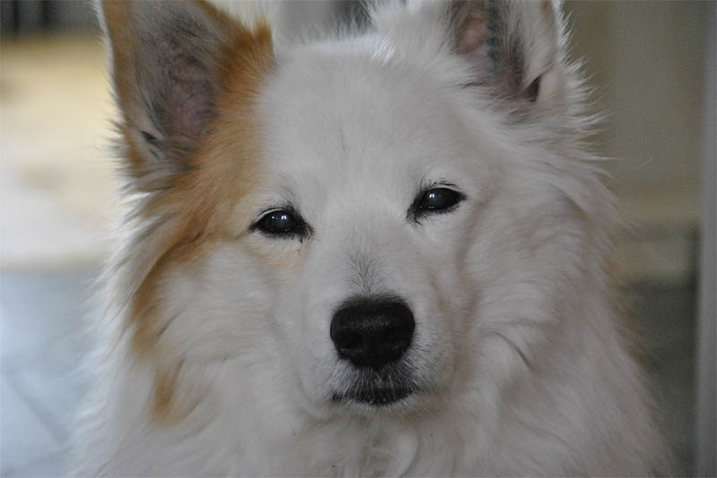 icelandic-sheep-dog