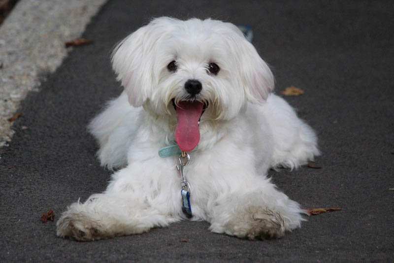 maltese