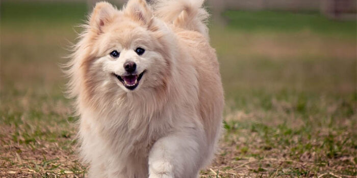 pomeranian