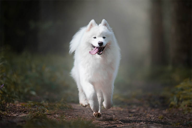 samoyeds