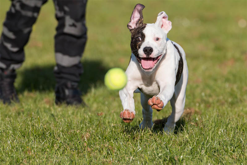 the-american-bulldog