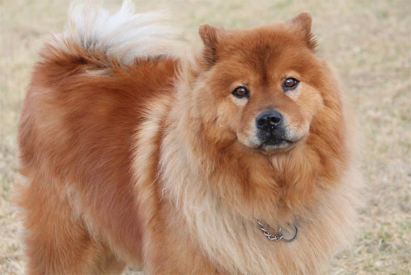 the-chow-chow