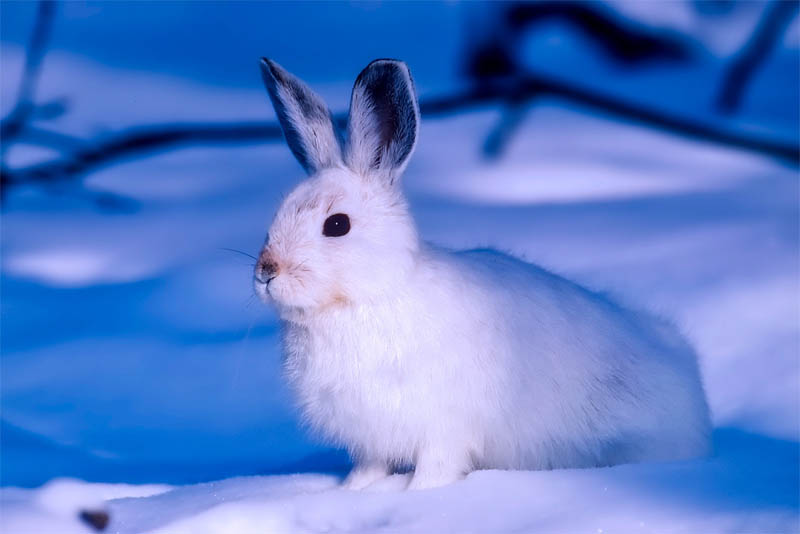 arctic-hare