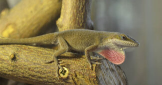 carolina-anole