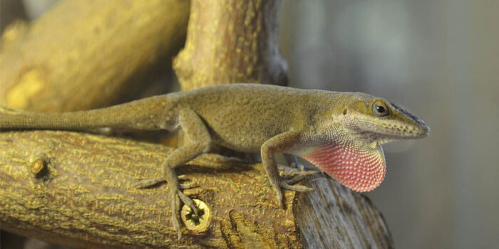 carolina-anole