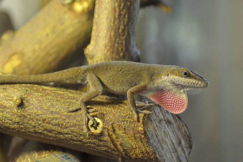 carolina-anole