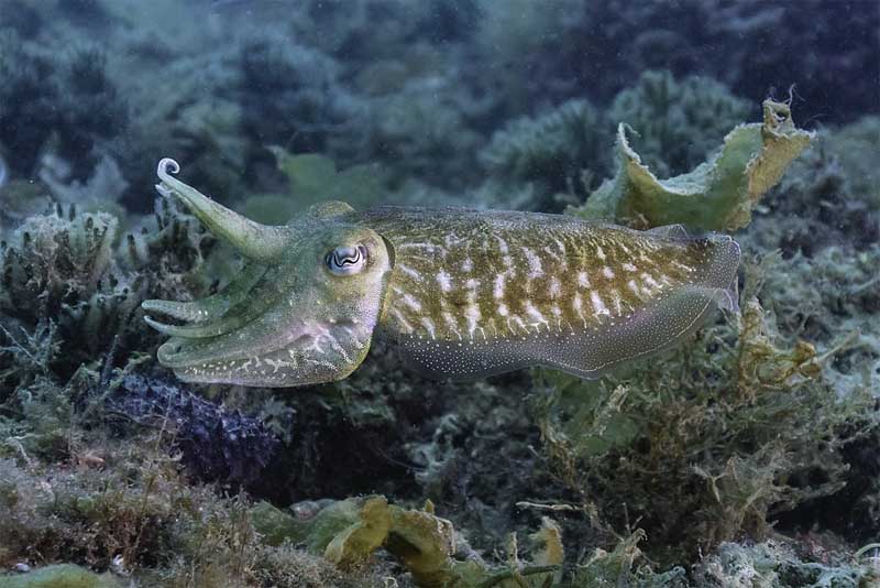 common cuttlefish