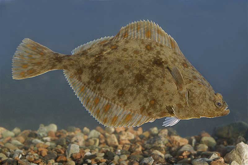 european-flounder