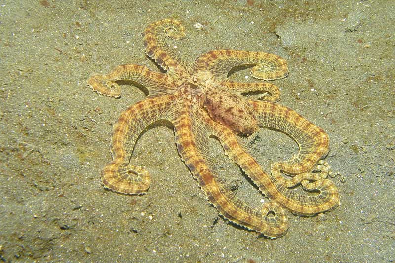 mimic-octopus