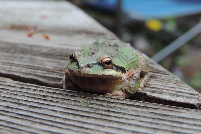 pacific-tree-frog