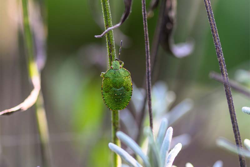 turtle-beetle