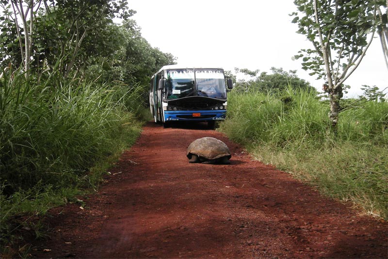 galapagos-Island-land-tour