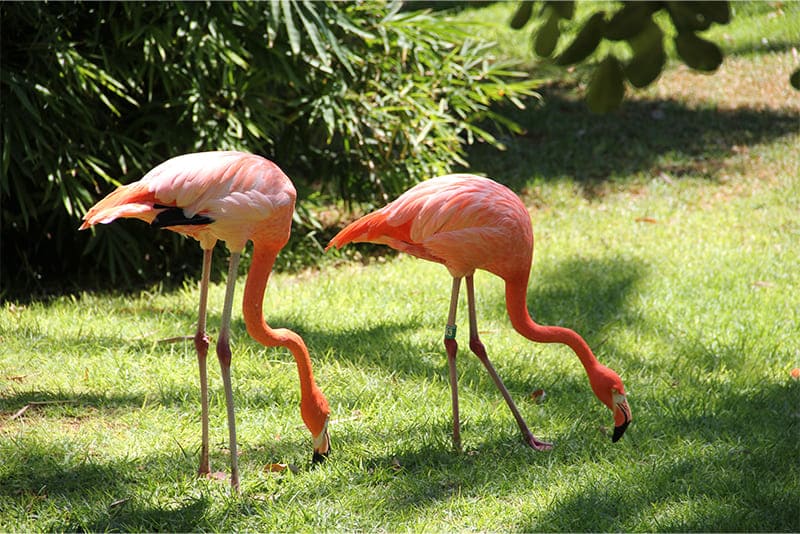 Flamingos-used-for-the-cure-of-tuberculosis