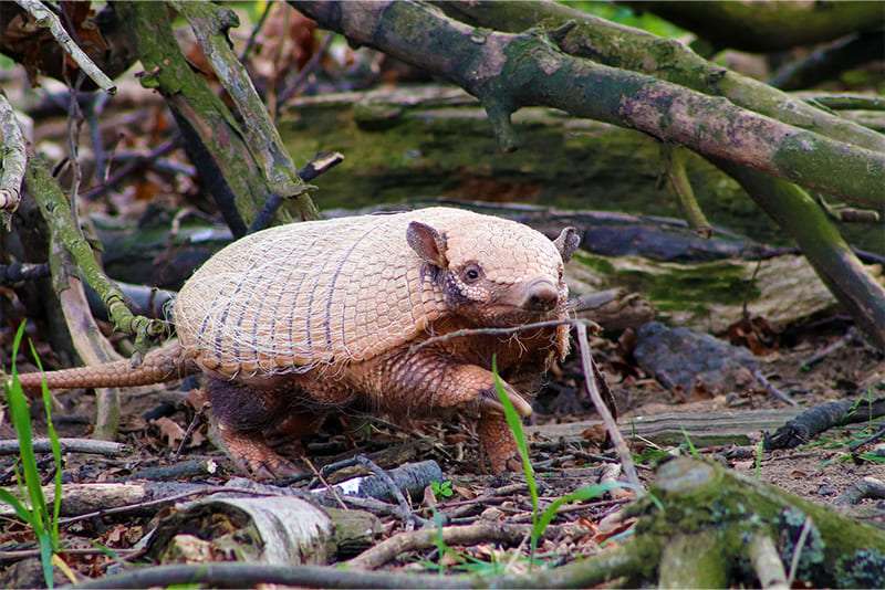 Armadillos-have-no-enamel-teeth