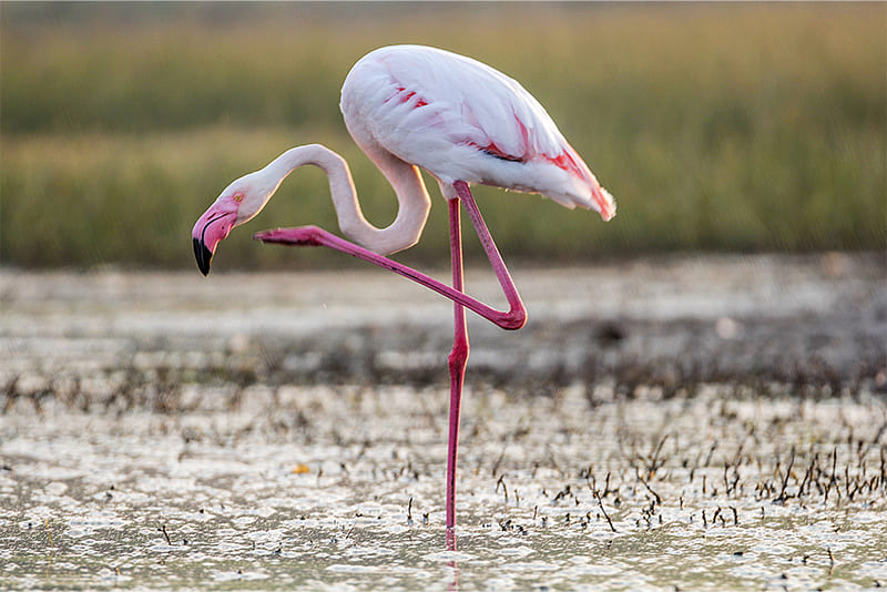 Unique-habit-of-flamingos