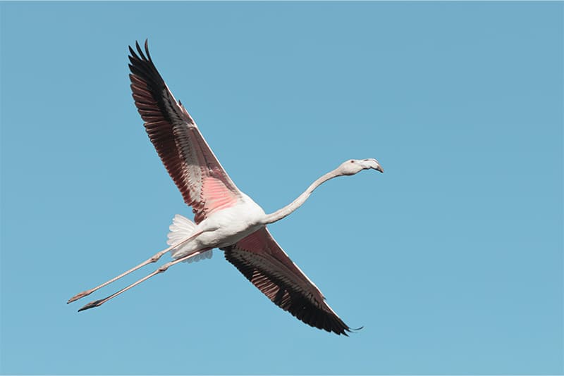 The-national-bird-of-the-Bahamas