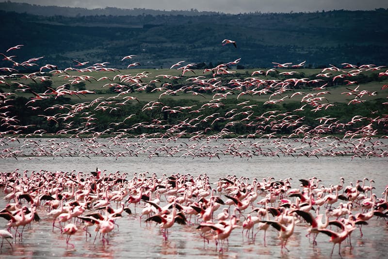 Life-span-of-flamingos