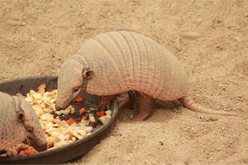 Diet-of-Armadillo