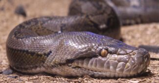 african-rock-python