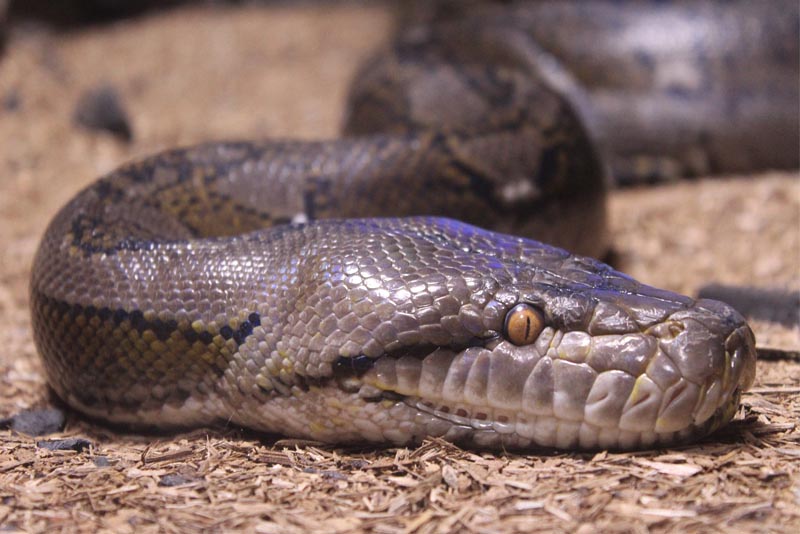 african-rock-python