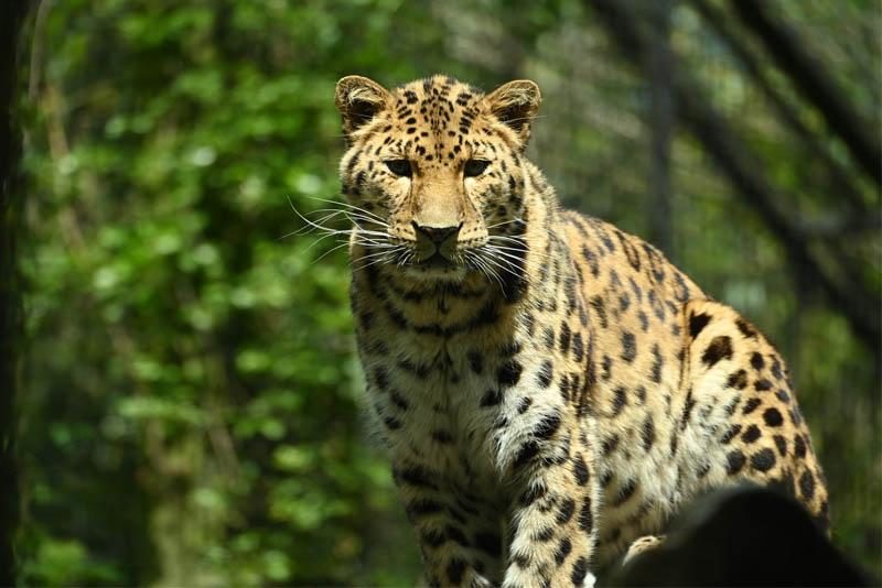 amur-leopard