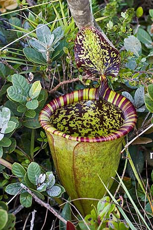 attenborough-pitcher-plant