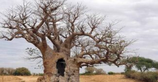 baobab-tree