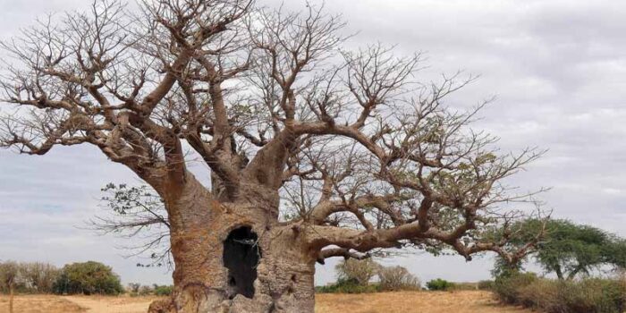 baobab-tree