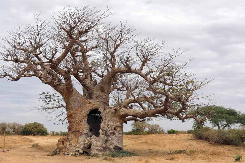 baobab-tree