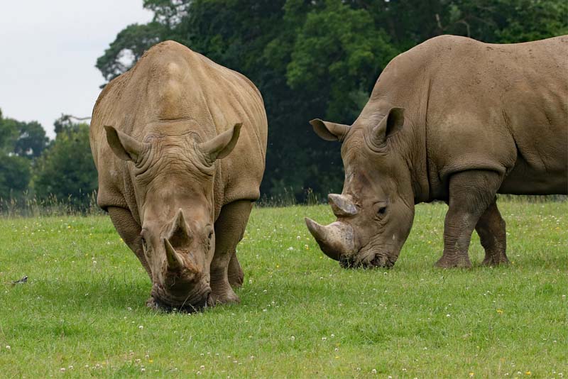 black-rhinos