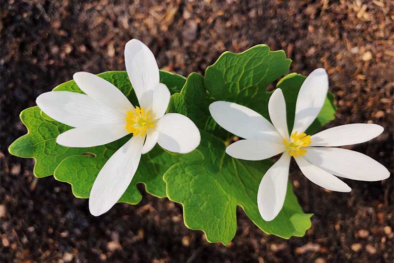 bloodroot