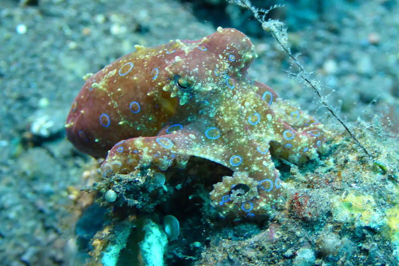 blue-ringed-octopus