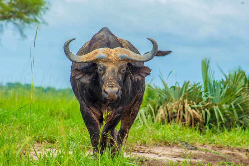 cape-buffalo