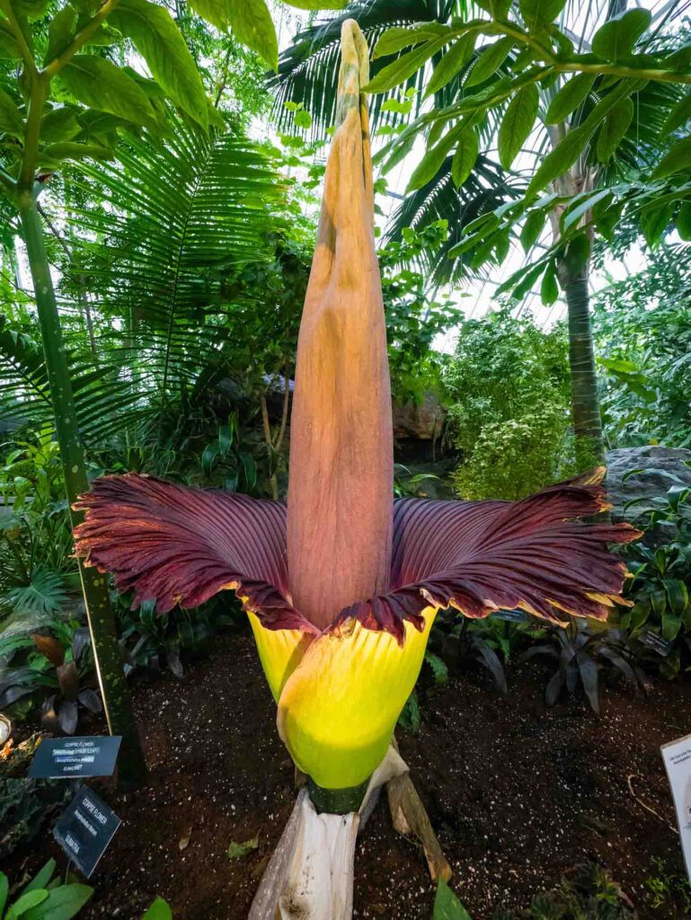 corpse-flower