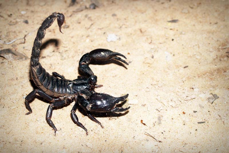 emperor-scorpion