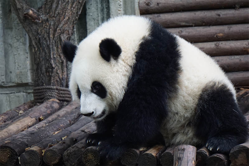 giant-panda