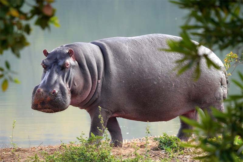 hippopotamus